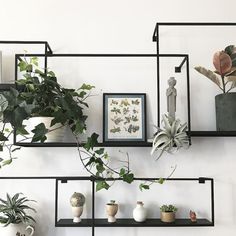 there are many potted plants on the shelves in front of the white wall,