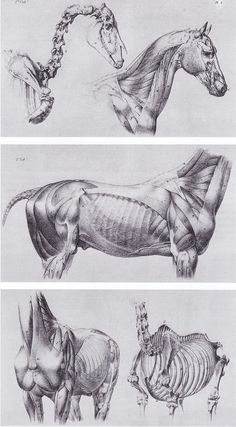 three different views of horses and their skeletal systems, each showing the lower half of the horse's skeleton