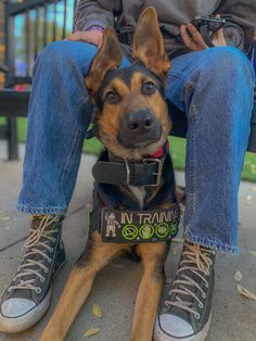 a dog sitting on the ground with its owner