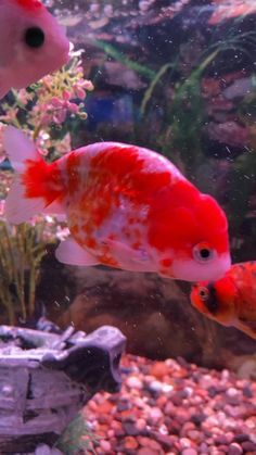 two red and white fish swimming in an aquarium