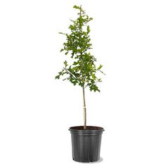 a small tree in a black pot on a white background