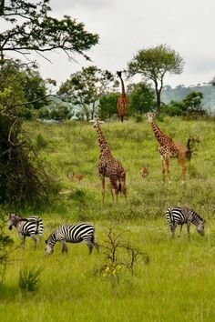 giraffes and zebras are grazing in the wild