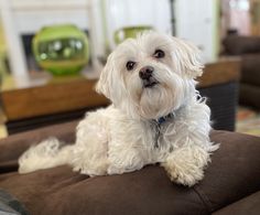 a small white dog sitting on top of a brown couch