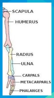 the bones of the lower limb and upper limb are labeled in their major skeletal names