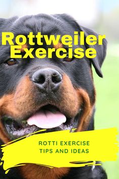 rotweiler exercise tips and ideas