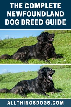 the complete newfoundland dog breed guide by allthingsdogs com