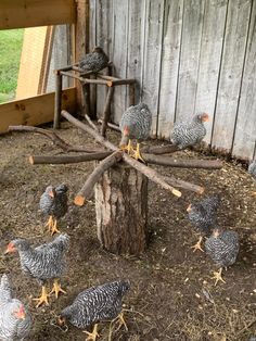 There is a stump with branches all nailed from the centre out to make a sunburst pattern.  Black and white chickens are sitting on the branches and running around the coop. Chicken Roost, Chicken Coop Garden, Backyard Chicken Coop Plans, Chicken Pen, Chicken Feeders, Chicken Coop Run