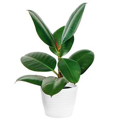 a potted plant with green leaves in it