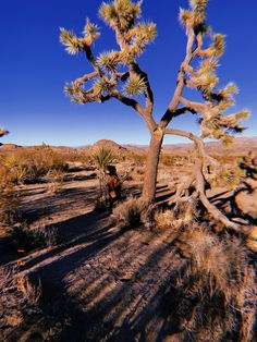 a person sitting under a tree in the desert