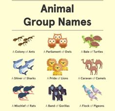 an animal group names poster with different animals