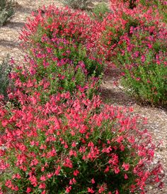 red flowers are blooming in the desert