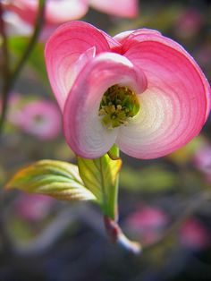 a pink and white flower with green leaves