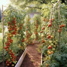 tomatoes are growing on the vine in this garden