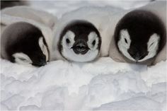 three penguins are laying down in the snow