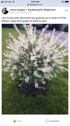 a white and pink flower bush in the middle of some grass with an instagram post about it