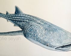 a drawing of a fish with spots on it's body