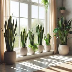 there are many plants in the window sill