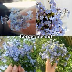 four different pictures with flowers in them and the words forget me not