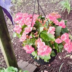 pink flowers are growing in a hanging planter