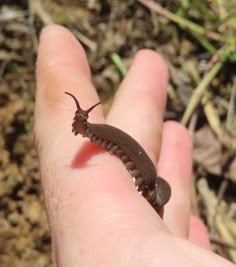 a small insect sitting on the palm of someone's hand in the dirt and grass