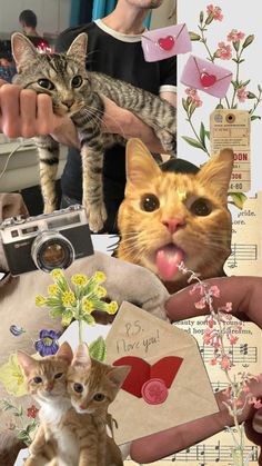 a collage of photos with cats, flowers and pictures on it's side