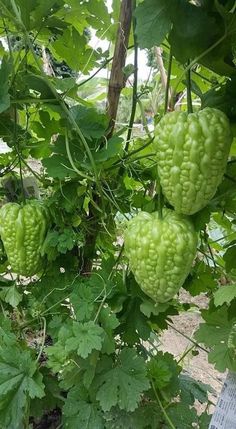 some very pretty green fruits hanging from a tree