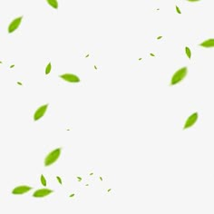 green leaves flying in the air on a white background