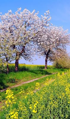 two trees in the middle of a field with yellow flowers