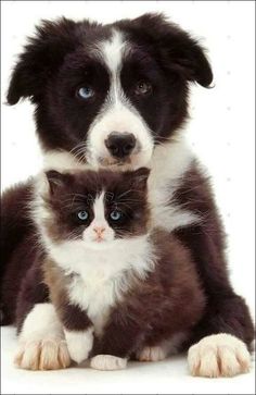 a dog and cat are sitting together on the white floor with their eyes wide open