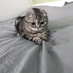 a cat laying on top of a bed covered in gray sheets