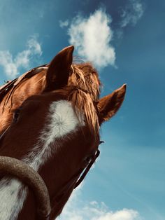 a brown and white horse standing on top of a lush green field under a blue sky