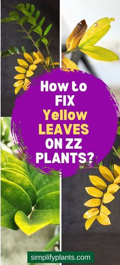 "ZZ Plant Growth Problems"
"Stunted ZZ Plant Growth"
"Why Won't My ZZ Plant Grow?"
"ZZ Plant Care Troubleshooting"
"ZZ Plant Growth Tips"
"ZZ Plant Growth Issues"
"ZZ Plant Not Thriving"
"ZZ Plant Growth Slowdown"
"ZZ Plant Growth Challenges"
"ZZ Plant Not Getting Bigger"
"ZZ Plant Care Guide"
"ZZ Plant Growth Solutions"
"ZZ Plant Care Problems"
"ZZ Plant Care Tips"
"ZZ Plant Growth FAQ"
"ZZ Plant Care Help"
"ZZ Plant Growth Support"
"HouseplantIssues" "YellowLeaves" Plant Leaves Turning Yellow, Zz Plant, Veg Garden, Plants Indoor, Flower Care, House Plants Indoor