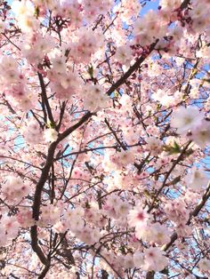 pink flowers are blooming on the branches of trees in front of a blue sky