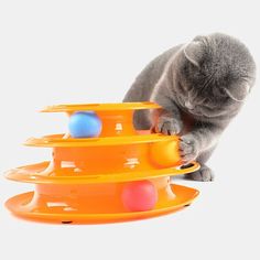 a gray cat playing with an orange and green toy stacking it's balls