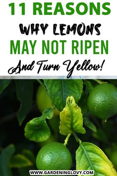 How to ripen green lemons yellow naturally on tree? Lemon Tree Growing, How To Repot A Lemon Tree, How To Grow A Lemon Tree From Cuttings, How To Care For A Lemon Tree, Lemon Tree Leaves Turning Yellow, Lemon Flowers, Natural Glowing Skin, Feminine Health