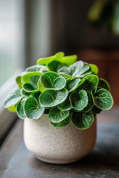 a small potted plant sitting on top of a wooden table next to a window