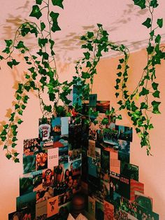 an arrangement of photos and vines hanging from the ceiling