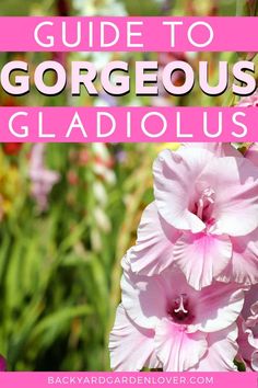 pink flowers with the words guide to gorgoeous gladiolus in front of them