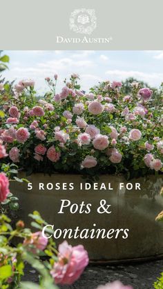 pink roses in a pot with the title 5 roses ideal for pots and container gardeners