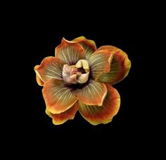 an orange and yellow flower on a black background