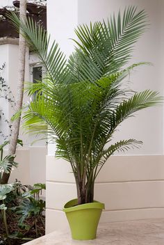 a green potted plant sitting on top of a table next to a white wall