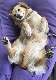 a brown and white dog laying on its back on a purple bean bag chair with it's paws in the air