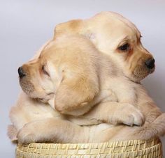 two puppies are sitting on top of each other in a wicker basket together