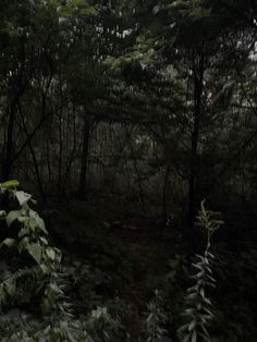 trees and bushes in the woods at night