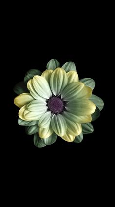 a flower that is sitting in the dark