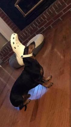 a black and brown dog sitting on top of a wooden floor