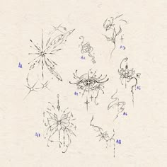 the drawing shows different types of flowers and insects in various stages of development, from top to bottom