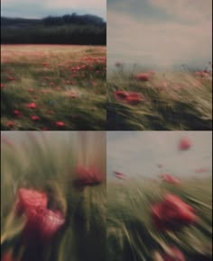 three different shots of red flowers in a field