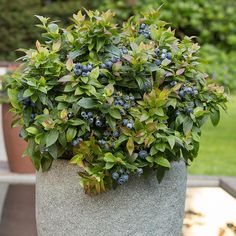 a planter with blue berries is sitting on the ground