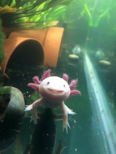 an axamamus looking at the camera while swimming in its tank with plants and rocks